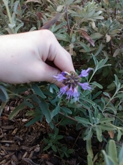 Salvia