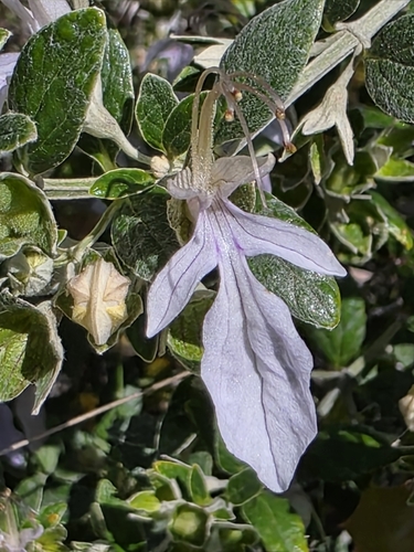 Image of Teucrium fruticans by (c) Jacek Pietruszewski, some rights reserved (CC BY)