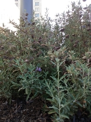 Salvia