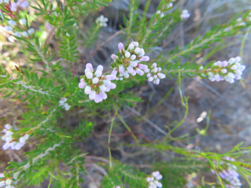Image of Erica nudiflora by (c) linkie, some rights reserved (CC BY)