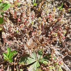 Illecebrum verticillatum