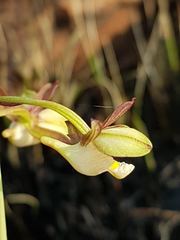 Eulophia clitellifera