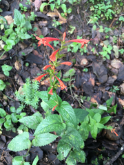 Agastache coccinea