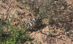 Psammobates tentorius trimeni