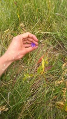 Campanula collina