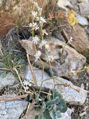 Eriogonum panamintense