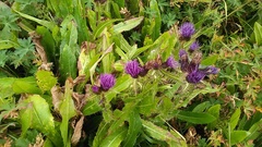 Cirsium simplex