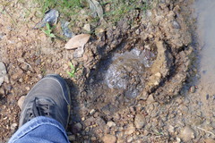 Ursus americanus eremicus