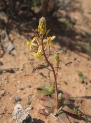 Bulbine fallax