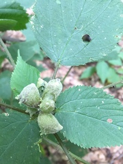 Dasineura involuta