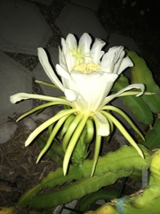 Magnoliopsida
