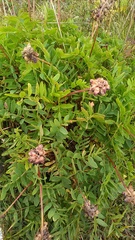 Hedysarum caucasicum