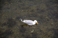 Larus argentatus argentatus