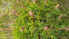 Hedysarum caucasicum