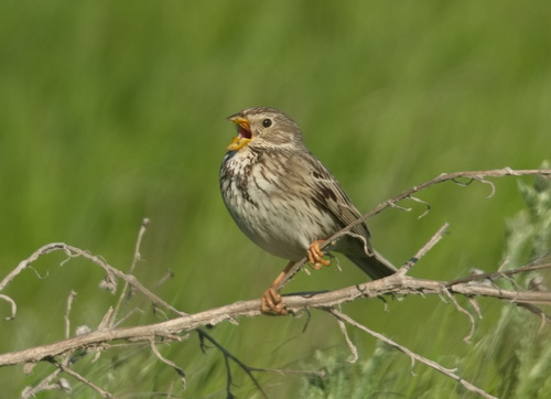 Escribano triguero (Emberiza calandra)