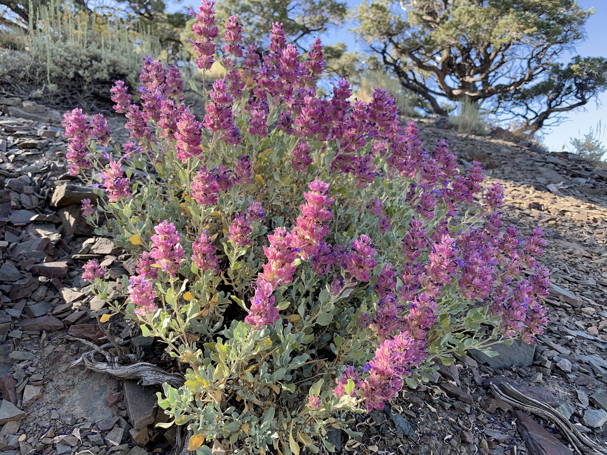 Salvia pachyphylla