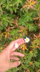 Tripleurospermum caucasicum