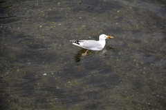 Larus argentatus argentatus