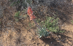 Aloe krapohliana