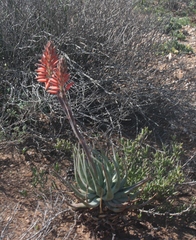 Aloe krapohliana