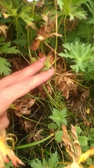 Tripleurospermum caucasicum