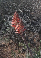 Aloe krapohliana