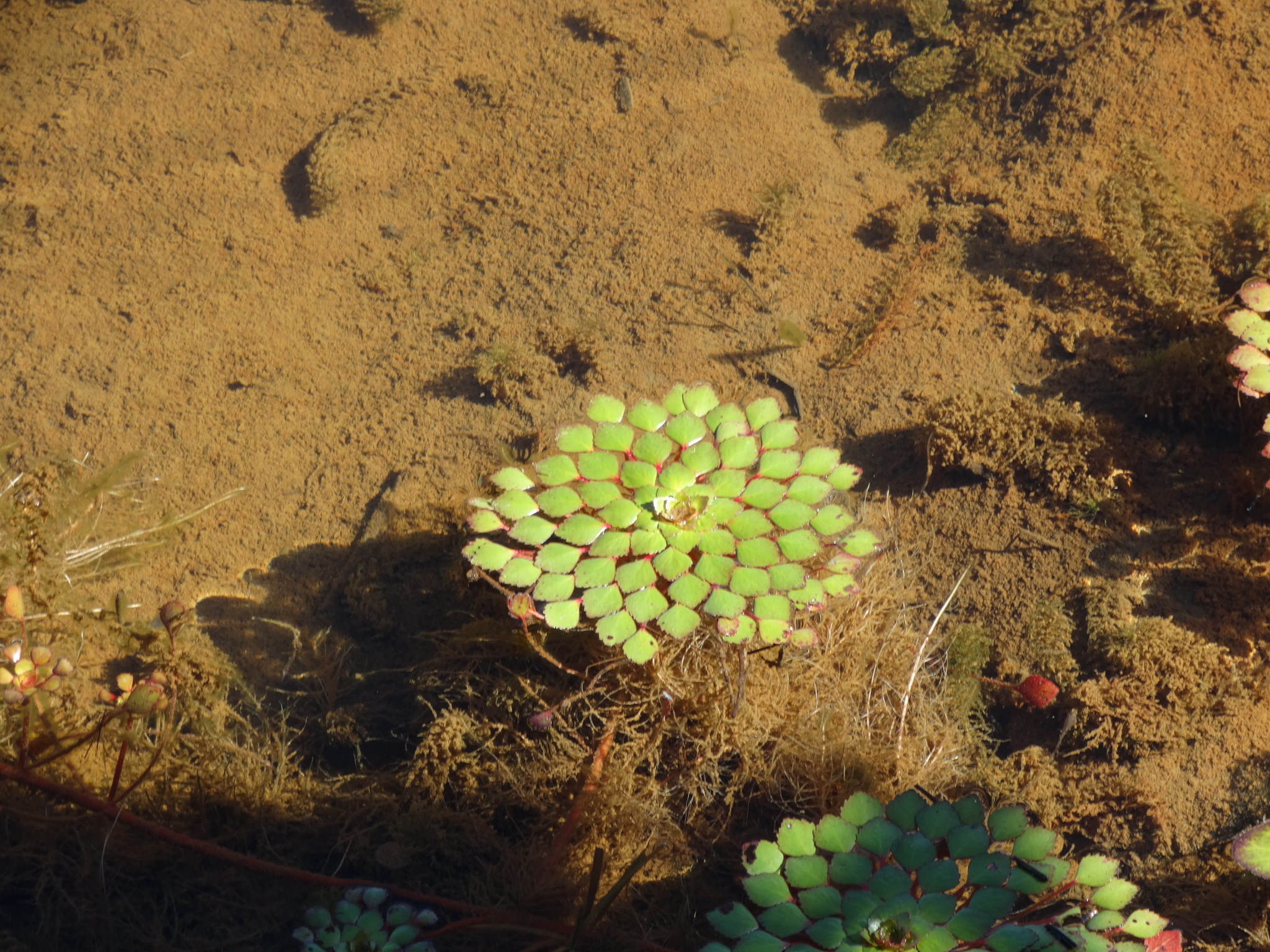 Ludwigia sedioides