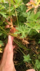 Tripleurospermum caucasicum