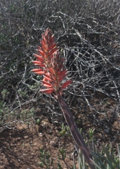 Aloe krapohliana