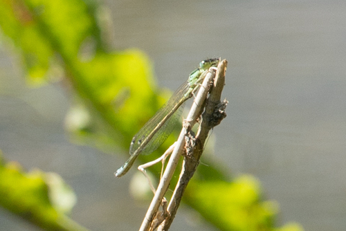 Scarce Blue-tailed Damselfly, Leiden, Netherlands, photo 9 of 10