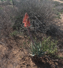 Aloe krapohliana