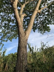 Pseudosamanea guachapele