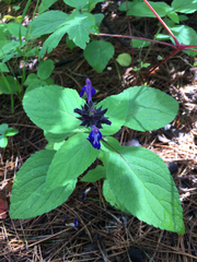 Salvia clinopodioides