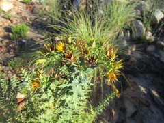 Berkheya cruciata