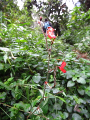 Hylodesmum repandum