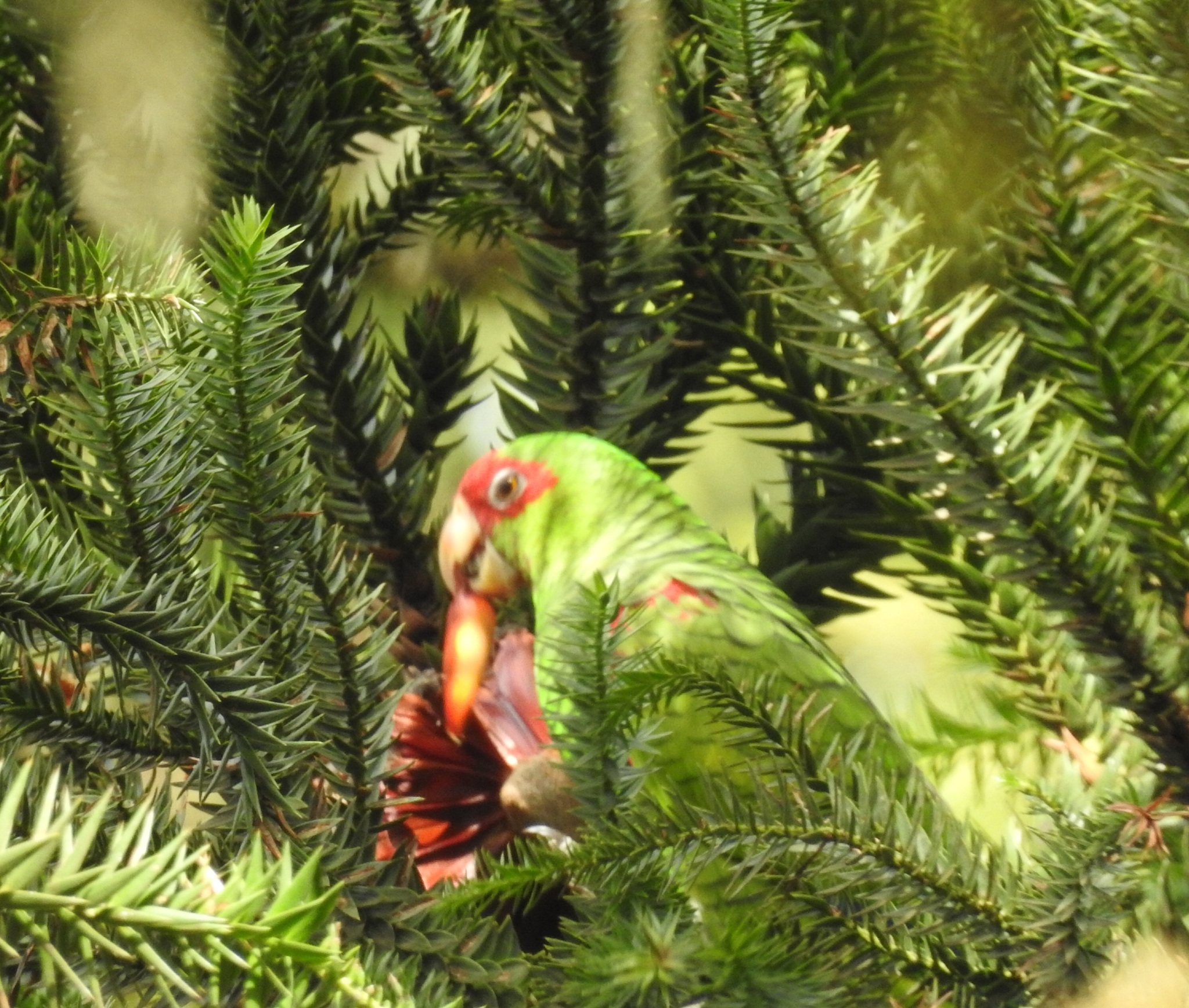 Red-spectacled Amazon (Amazona pretrei), photo 4