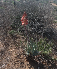 Aloe krapohliana
