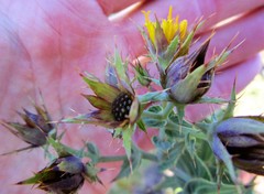 Berkheya cruciata