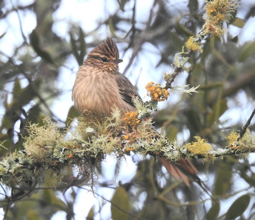 Striolated Tit-Spinetail (Leptasthenura striolata), photo 7