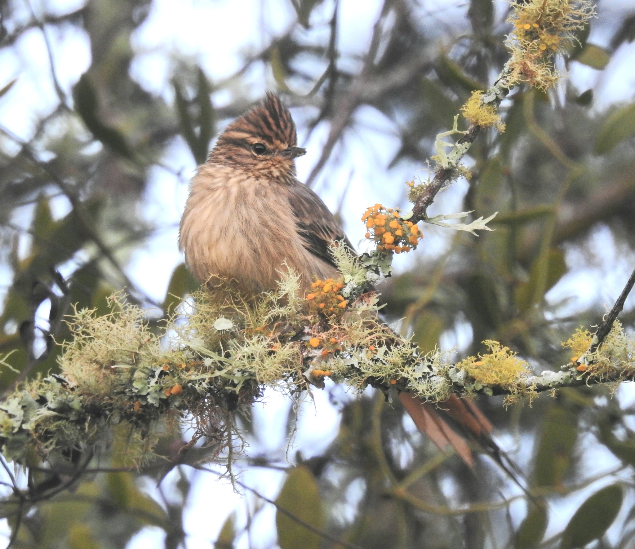 Striolated Tit-Spinetail (Leptasthenura striolata), photo 2