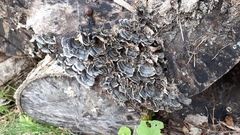 Trametes versicolor image