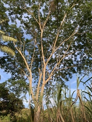 Pseudosamanea guachapele