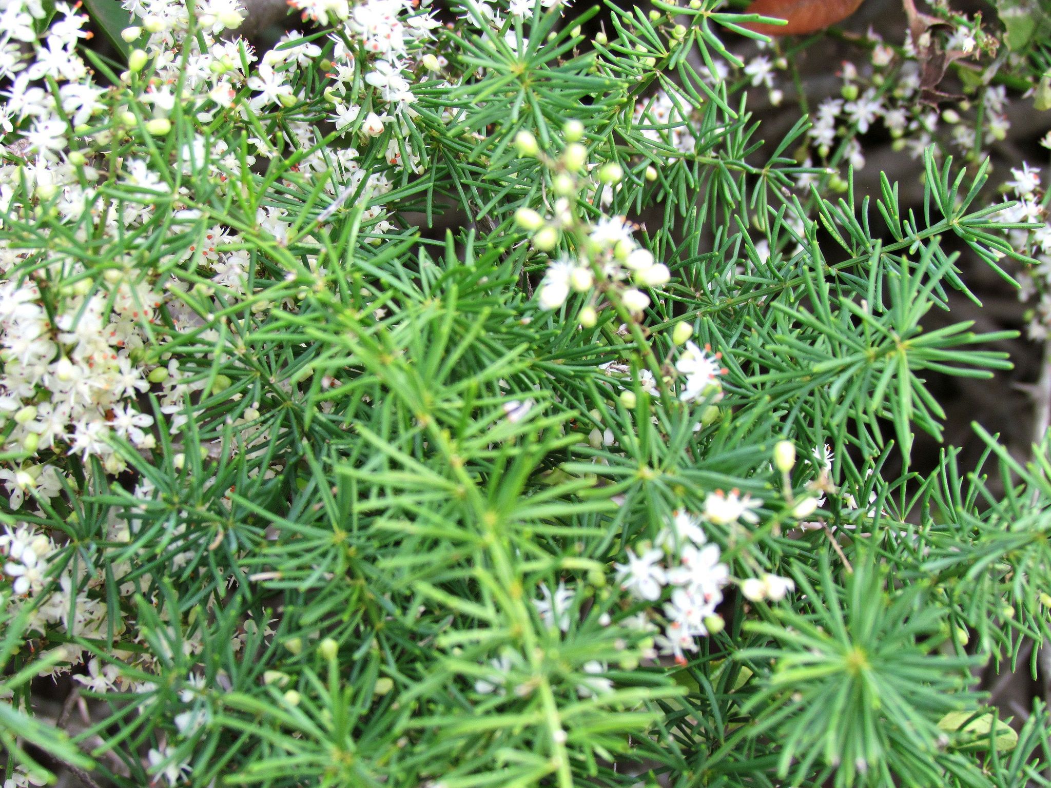 Asparagus racemosus Willd.