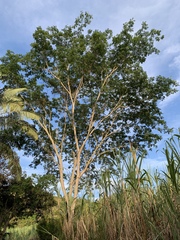 Pseudosamanea guachapele