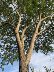 Pseudosamanea guachapele