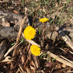 Tussilago farfara