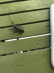 Monochamus marmorator