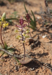 Lachenalia trichophylla