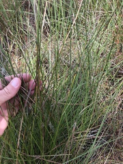 Aristida stricta
