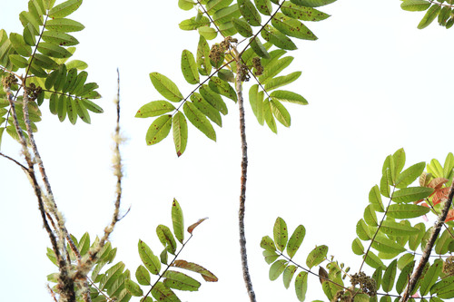 West Indian sumac (Brunellia comocladiifolia)